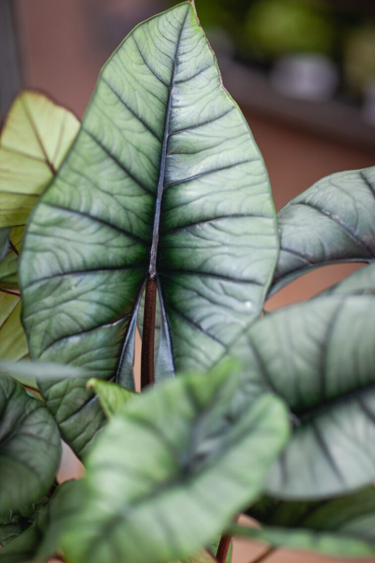 Zdjęcie rosliny doniczkowej Alocasia platinum, ujęcie 3