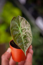 Zdjęcie rosliny doniczkowej Alocasia suhirmaniana ‘Red Petiole’, ujęcie 1