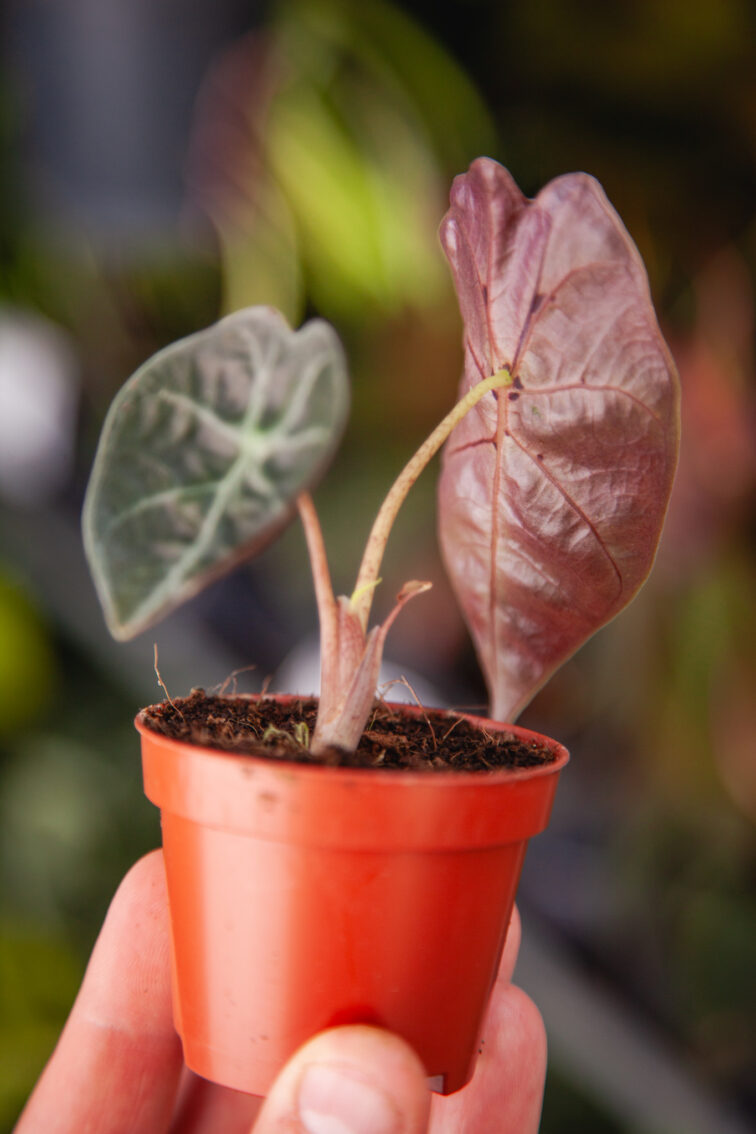 Zdjęcie rosliny doniczkowej Alocasia suhirmaniana ‘Red Petiole’, ujęcie 2