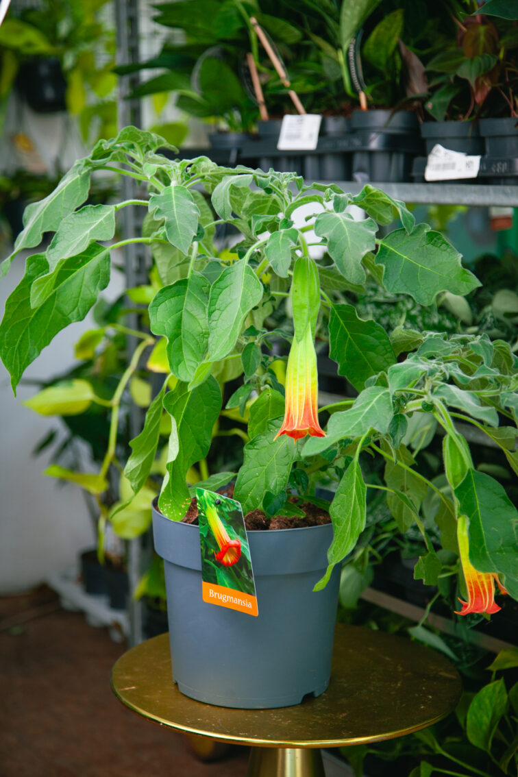 Zdjęcie rosliny doniczkowej Brugmansia Bush Orange, ujęcie 1