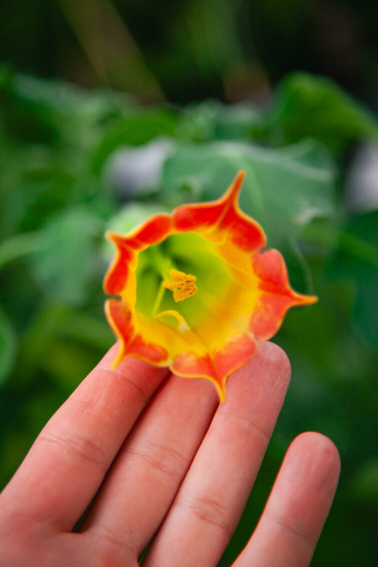 Zdjęcie rosliny doniczkowej Brugmansia Bush Orange, ujęcie 2
