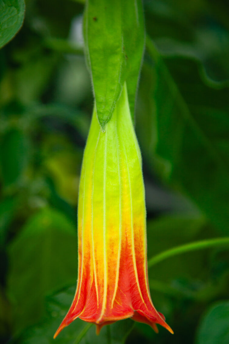 Zdjęcie rosliny doniczkowej Brugmansia Bush Orange, ujęcie 3