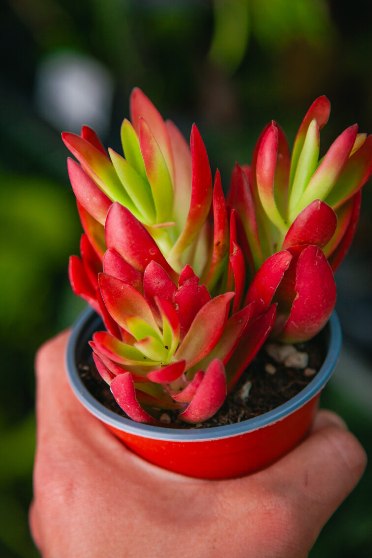 Zdjęcie rosliny doniczkowej Crassula On Fire, ujęcie 1