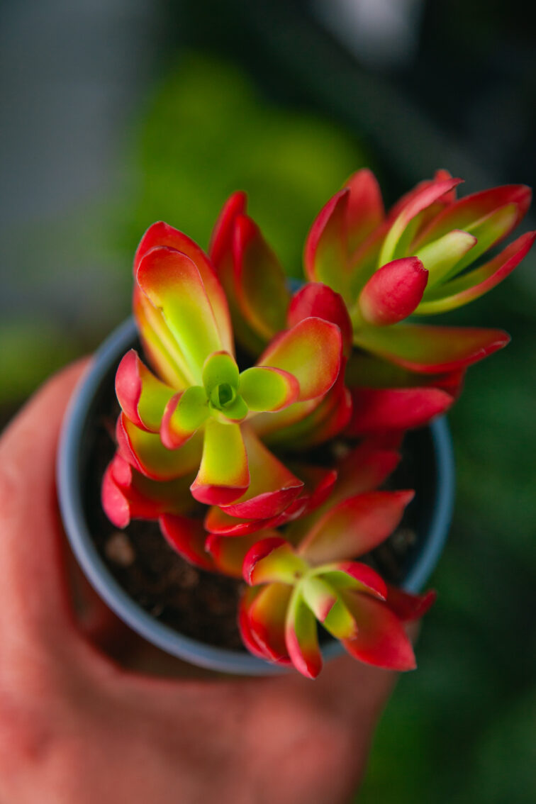 Zdjęcie rosliny doniczkowej Crassula On Fire, ujęcie 2