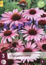 Zdjęcie rosliny doniczkowej Echinacea purpurea (jeżówka purpurowa), ujęcie 1
