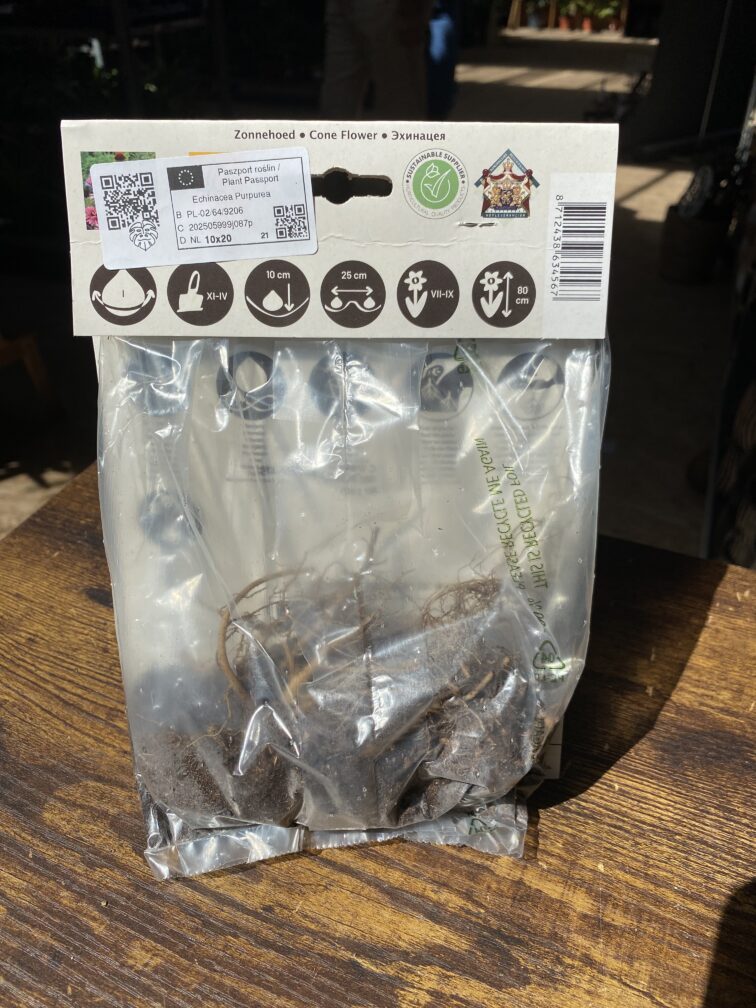 Zdjęcie rosliny doniczkowej Echinacea purpurea (jeżówka purpurowa), ujęcie 2