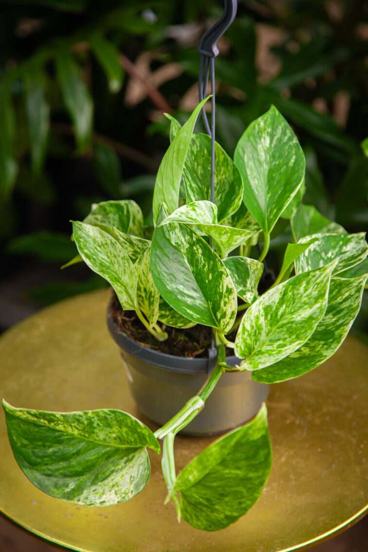 Zdjęcie rosliny doniczkowej Epipremnum Marble Queen, ujęcie 1