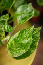 Zdjęcie rosliny doniczkowej Epipremnum Marble Queen, ujęcie 2