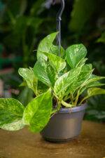 Zdjęcie rosliny doniczkowej Epipremnum Marble Queen, ujęcie 3