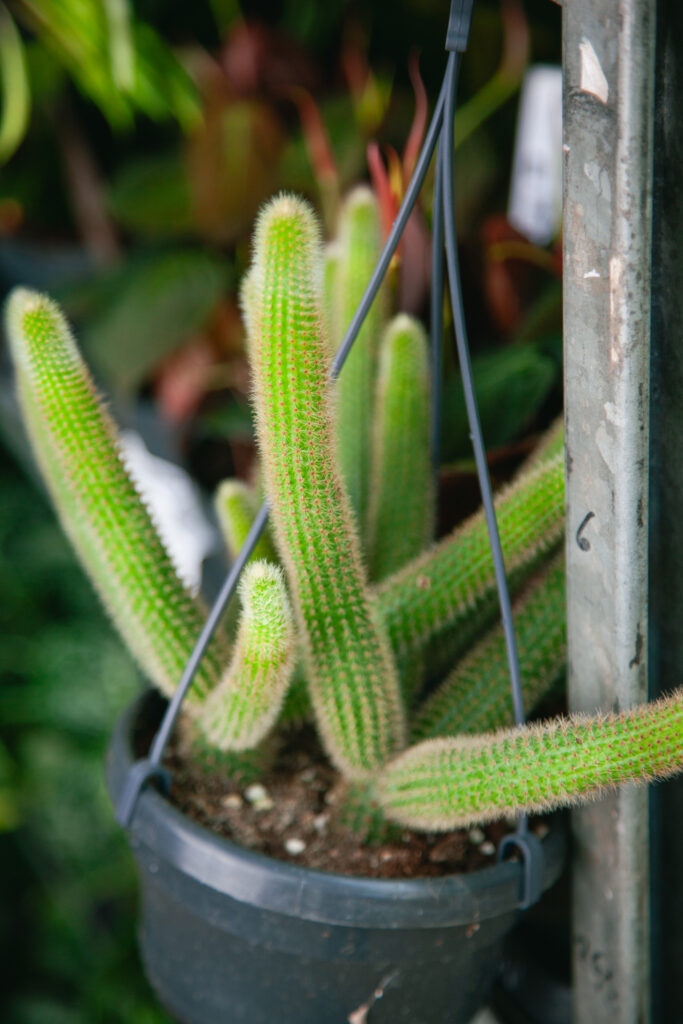 mammillaria karwinskiana Mammillaria karwinskiana  Kyle's Plants