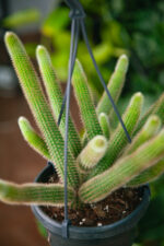 Zdjęcie rosliny doniczkowej Hildewintera aureispina, ujęcie 2