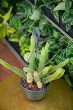 Zdjęcie rosliny doniczkowej Hildewintera aureispina, ujęcie 3