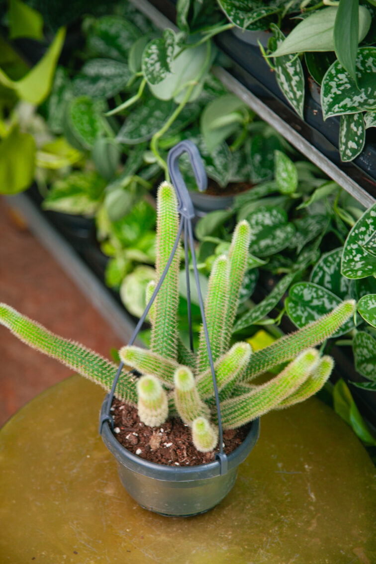 Zdjęcie rosliny doniczkowej Hildewintera aureispina, ujęcie 3