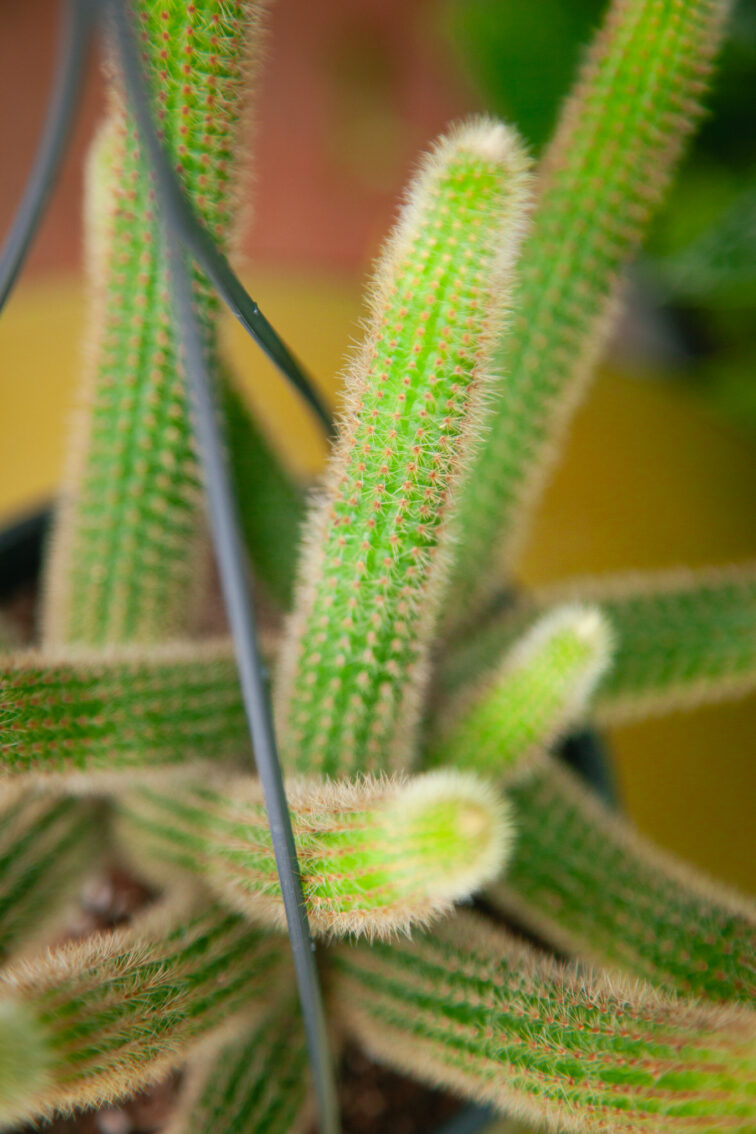 Zdjęcie rosliny doniczkowej Hildewintera aureispina, ujęcie 4