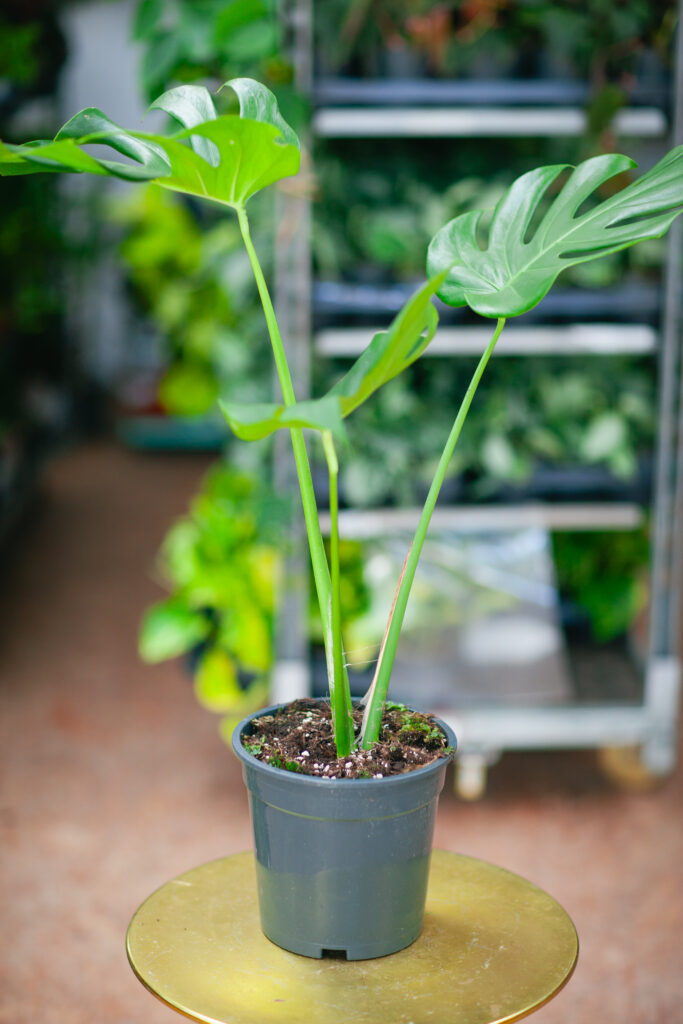 philodendron birkin vs white measure Philodendron ‘White Measure’ For Sale – Logee's Plants