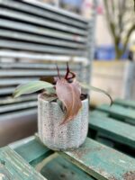 Zdjęcie doniczki lub oslonki: Osłonka Pumeks, ujęcie 2