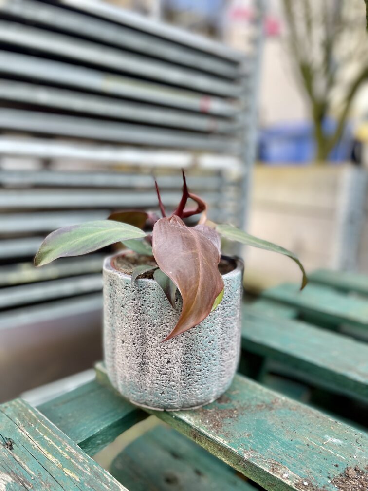 Zdjęcie doniczki lub oslonki: Osłonka Pumeks, ujęcie 2