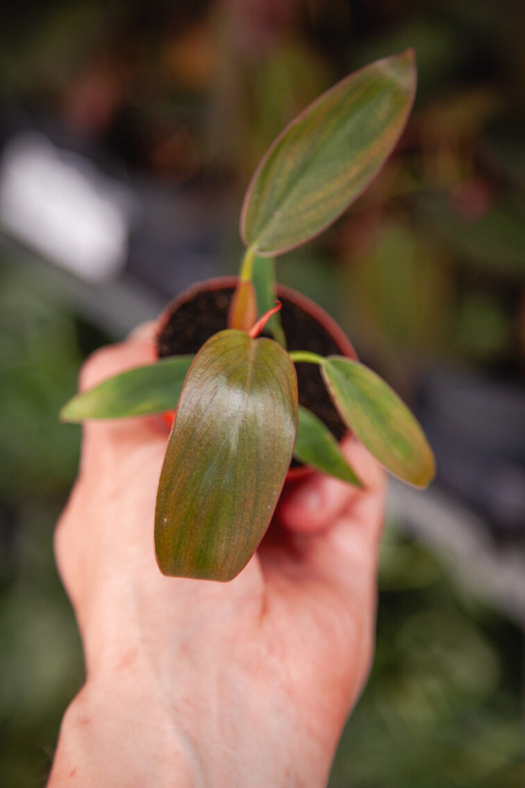 Zdjęcie rosliny doniczkowej Philodendron Florida Bronze, ujęcie 1