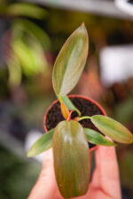 Zdjęcie rosliny doniczkowej Philodendron Florida Bronze, ujęcie 2