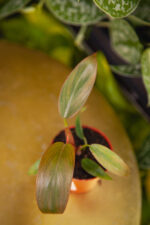 Zdjęcie rosliny doniczkowej Philodendron Florida Bronze, ujęcie 3