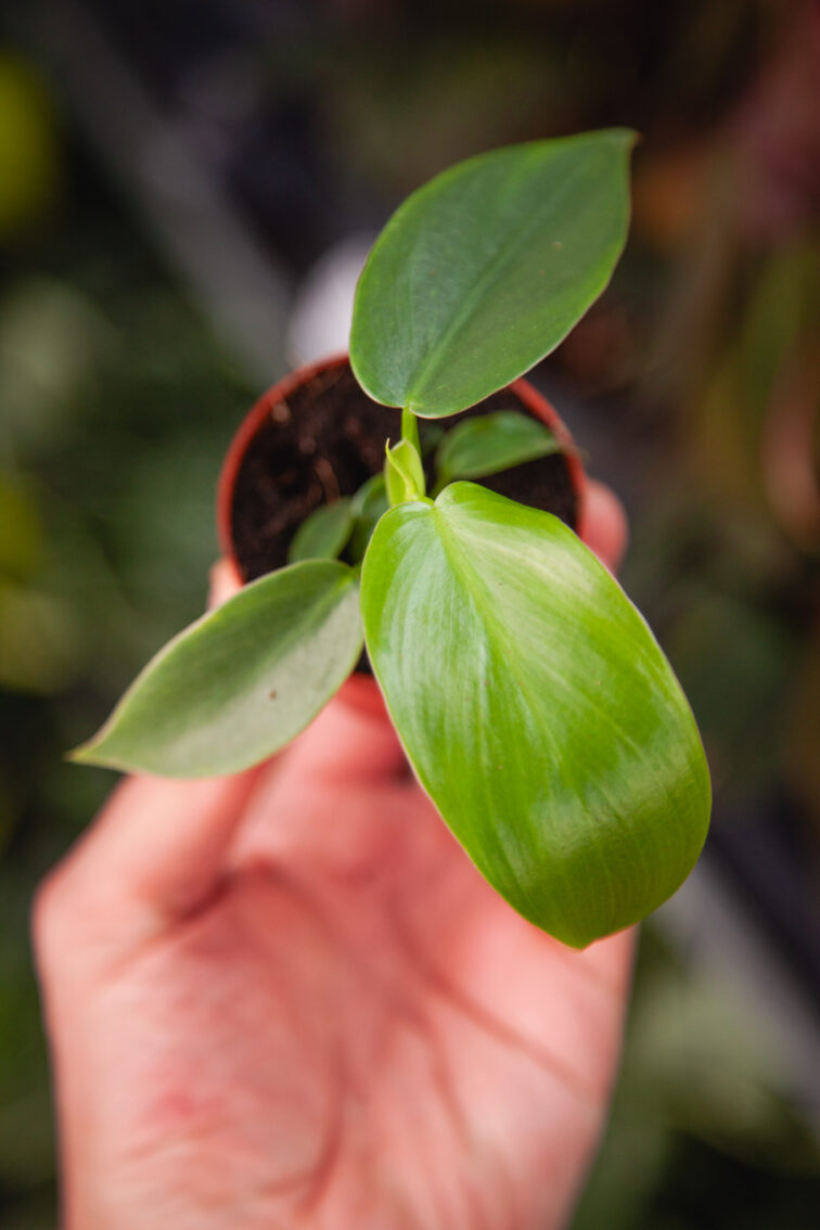 philodendron-jerry-horne_6x10-1_1743849119.jpg Zdjęcie rosliny doniczkowej Philodendron Jerry Horne, ujęcie 1