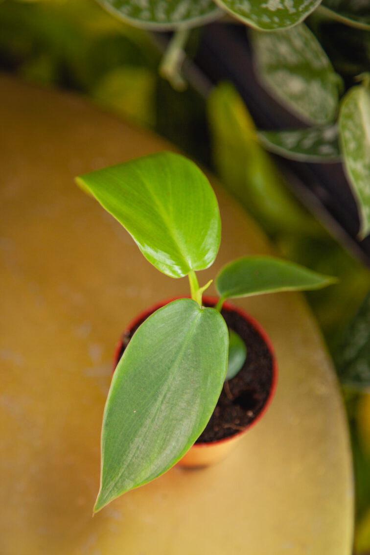 Zdjęcie rosliny doniczkowej Philodendron Jerry Horne, ujęcie 2