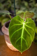 Zdjęcie rosliny doniczkowej Philodendron Luxurians, ujęcie 1