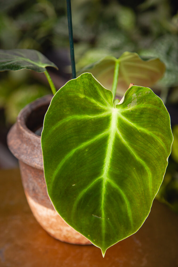 Zdjęcie rosliny doniczkowej Philodendron Luxurians, ujęcie 1