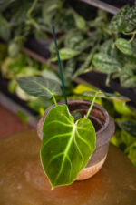 Zdjęcie rosliny doniczkowej Philodendron Luxurians, ujęcie 2