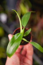 Zdjęcie rosliny doniczkowej Philodendron Panduriforme, ujęcie 1