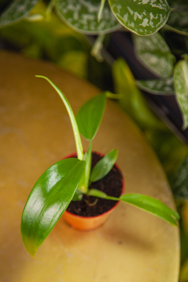 Zdjęcie rosliny doniczkowej Philodendron Panduriforme, ujęcie 2