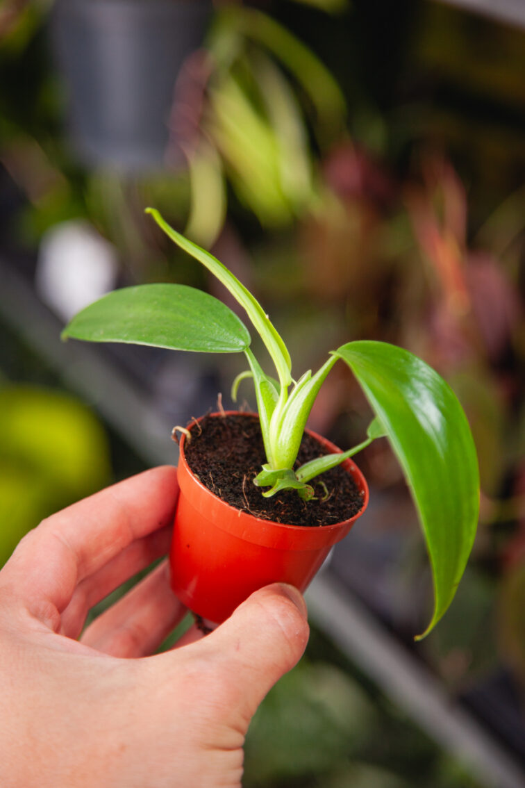 Zdjęcie rosliny doniczkowej Philodendron Panduriforme, ujęcie 3