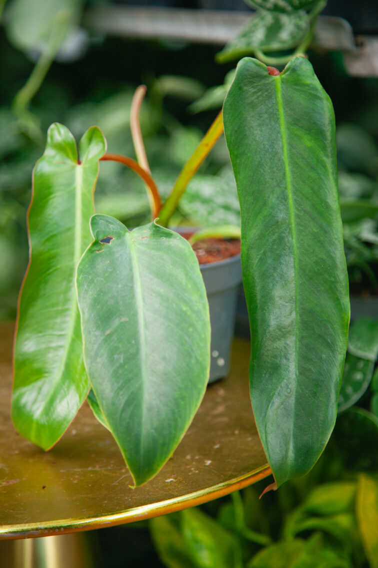 Zdjęcie rosliny doniczkowej Philodendron Spiritus Sanctii, ujęcie 1