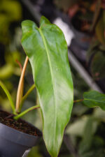 Zdjęcie rosliny doniczkowej Philodendron Spiritus Sanctii, ujęcie 2