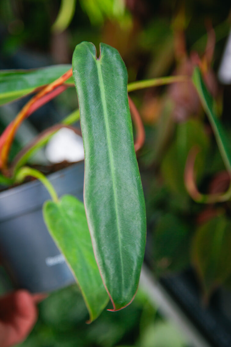 Zdjęcie rosliny doniczkowej Philodendron Spiritus Sanctii, ujęcie 3