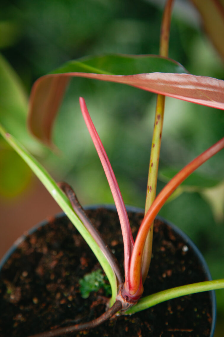 Zdjęcie rosliny doniczkowej Philodendron Spiritus Sanctii, ujęcie 4
