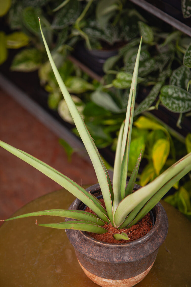 Zdjęcie rosliny doniczkowej Sansevieria cylindrica Silver Syreni, ujęcie 1