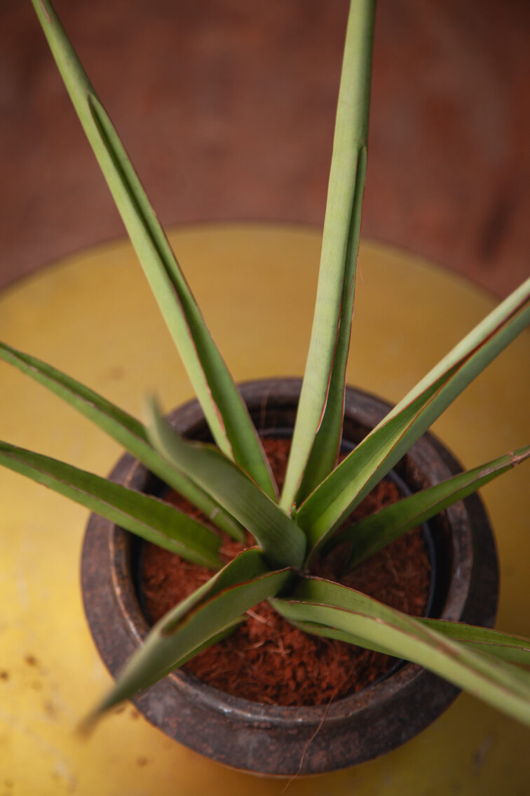 Zdjęcie rosliny doniczkowej Sansevieria cylindrica Silver Syreni, ujęcie 2