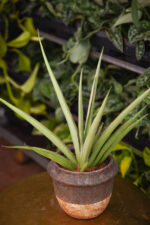 Zdjęcie rosliny doniczkowej Sansevieria cylindrica Silver Syreni, ujęcie 3