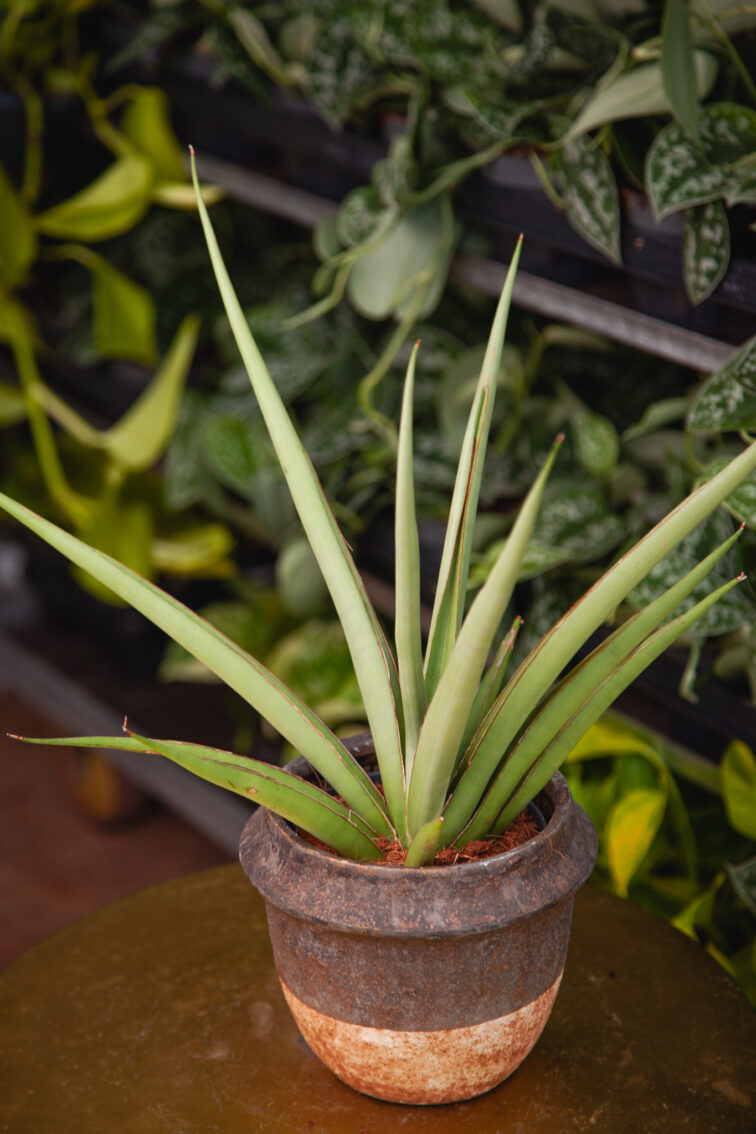 Zdjęcie rosliny doniczkowej Sansevieria cylindrica Silver Syreni, ujęcie 3