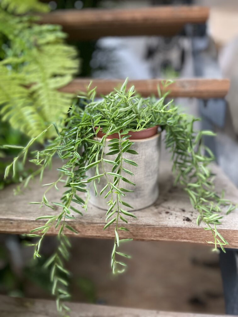 aeschynanthus-green-star_12x17-1_1748685261.jpg Zdjęcie rosliny doniczkowej Aeschynanthus 'Green Star', ujęcie 1