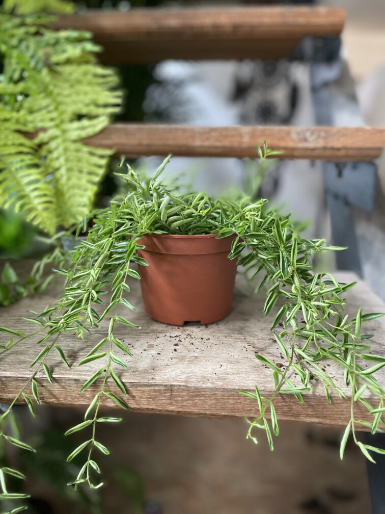 Zdjęcie rosliny doniczkowej Aeschynanthus 'Green Star', ujęcie 2