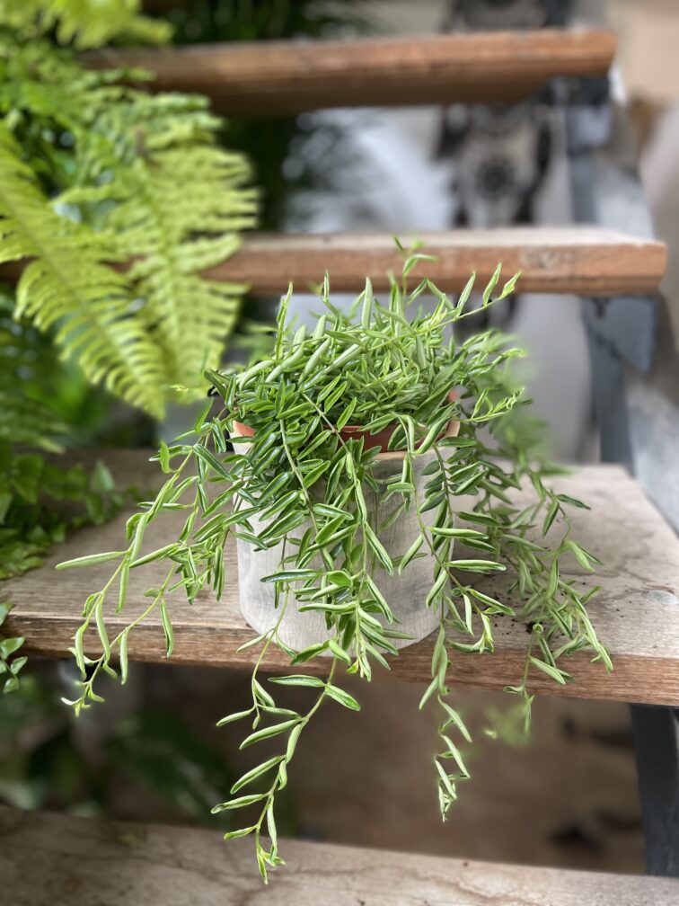 Zdjęcie rosliny doniczkowej Aeschynanthus 'Green Star', ujęcie 3