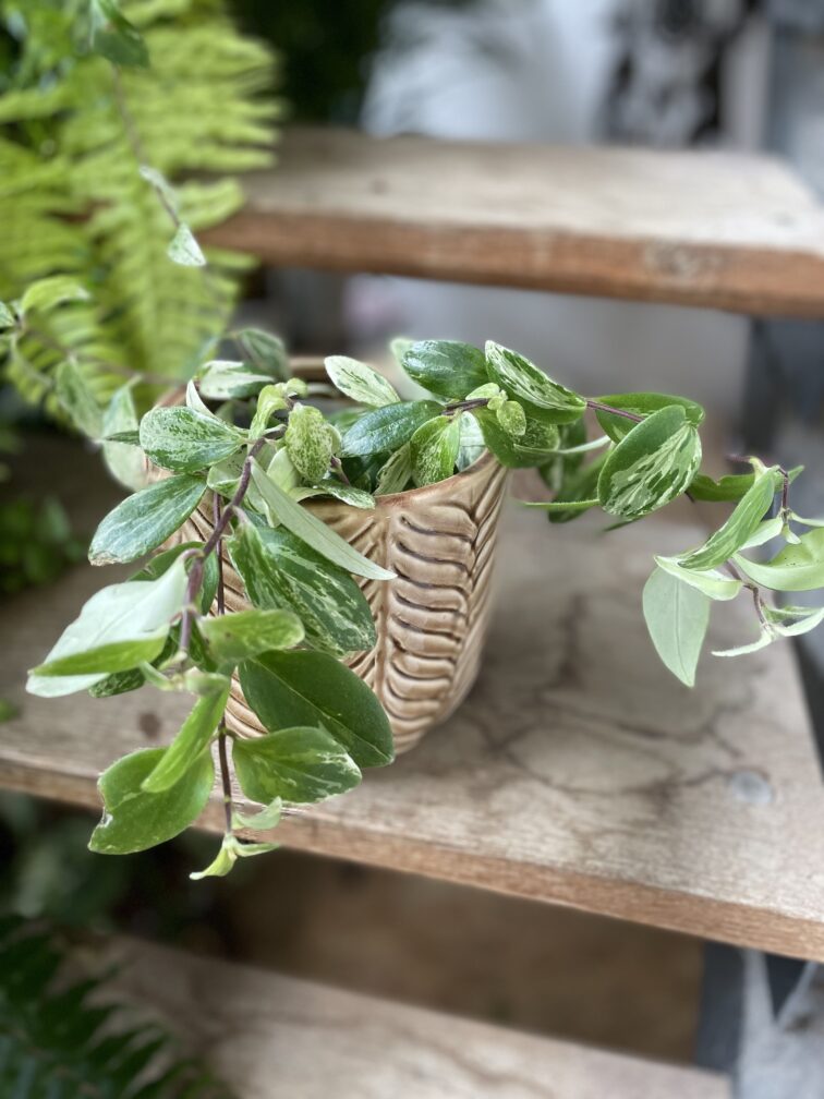 aeschynanthus-lobbianus-variegatus_12x10-1_1748685232.jpg Zdjęcie rosliny doniczkowej Aeschynanthus lobbianus Variegatus, ujęcie 1