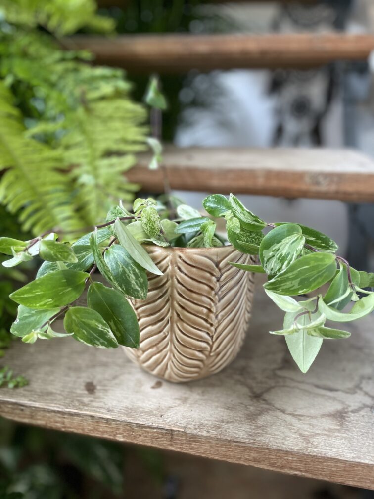 Zdjęcie rosliny doniczkowej Aeschynanthus lobbianus Variegatus, ujęcie 2