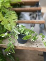 Zdjęcie rosliny doniczkowej Aeschynanthus lobbianus Variegatus, ujęcie 3