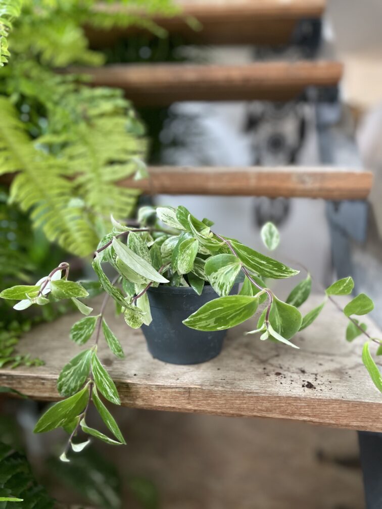 Zdjęcie rosliny doniczkowej Aeschynanthus lobbianus Variegatus, ujęcie 3