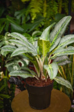 Zdjęcie rosliny doniczkowej Aglaonema Emerald Stone, ujęcie 1