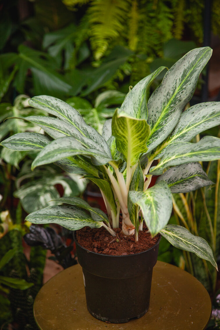 Zdjęcie rosliny doniczkowej Aglaonema Emerald Stone, ujęcie 1