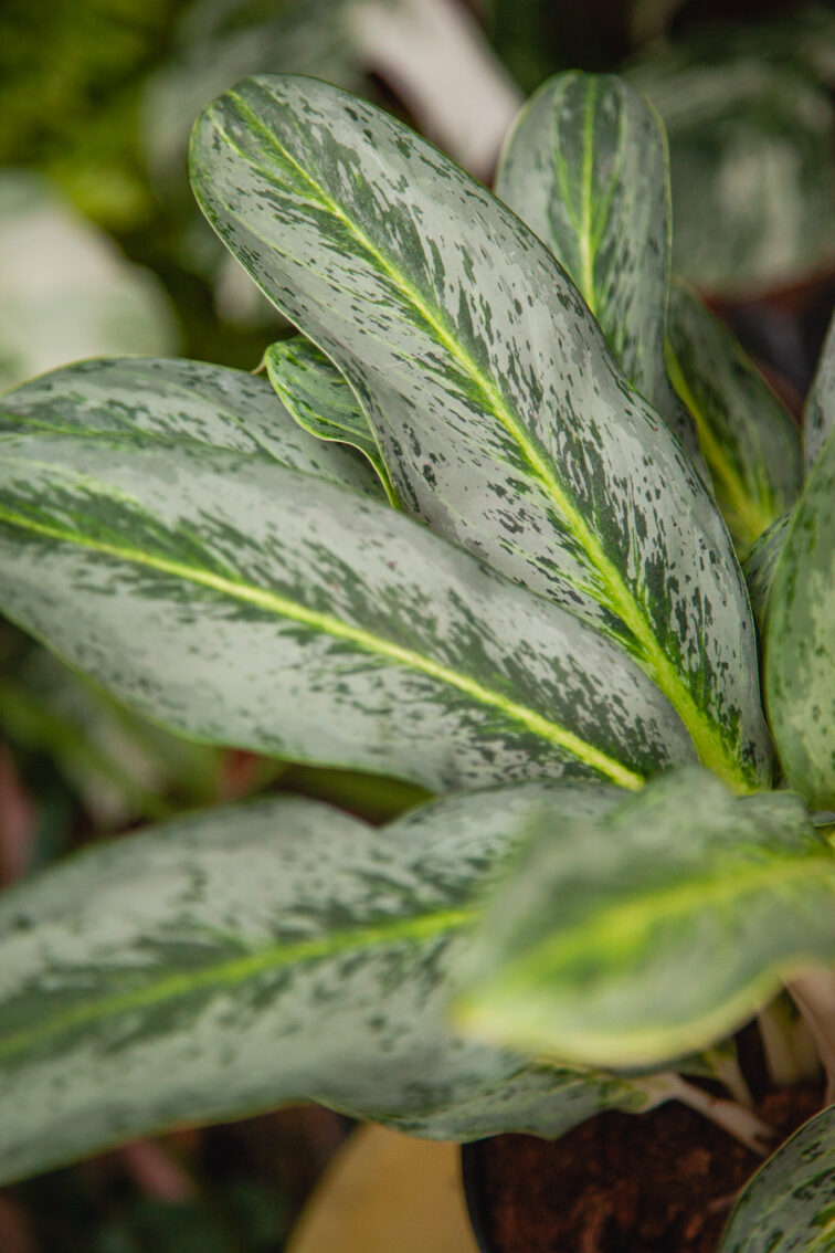 Zdjęcie rosliny doniczkowej Aglaonema Emerald Stone, ujęcie 2